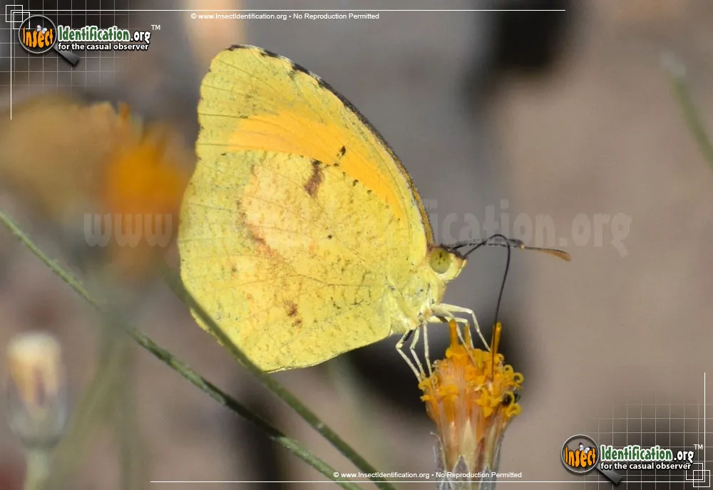 Sleepy Orange Sulphur