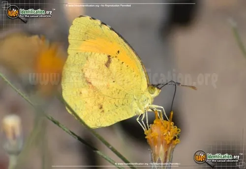 Sleepy Orange Sulphur - photo 2