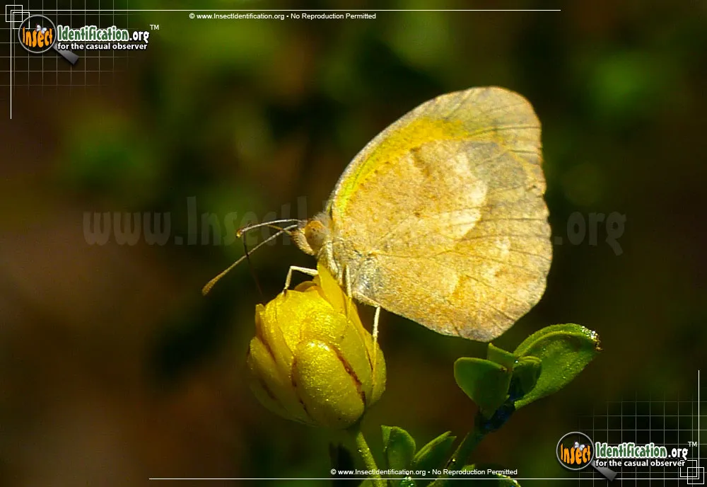 Sleepy Orange Sulphur - photo 3