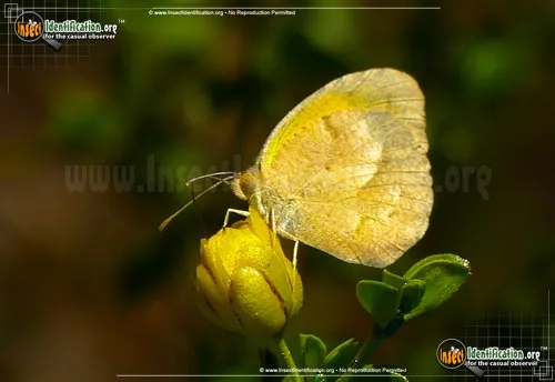 Sleepy Orange Sulphur - photo 4