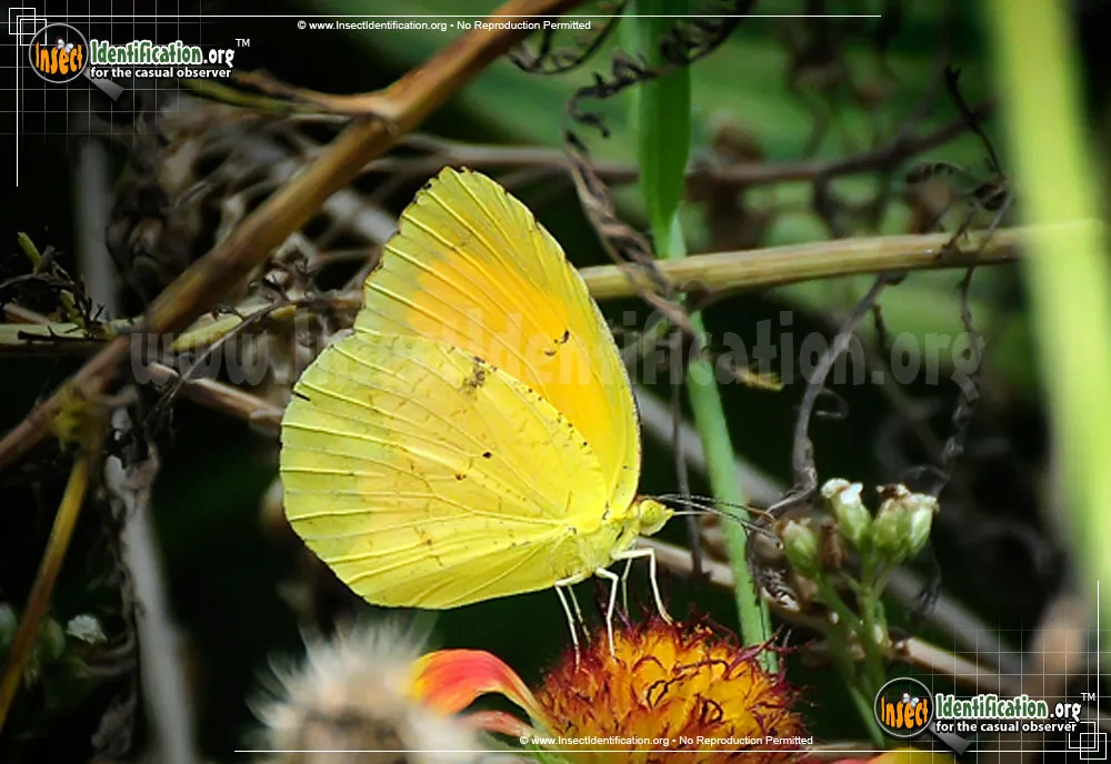 Sleepy Orange Sulphur - photo 5