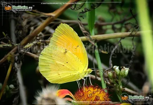 Sleepy Orange Sulphur - photo 6