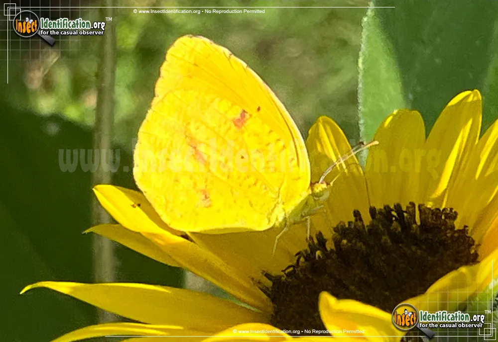 Sleepy Orange Sulphur - photo 7