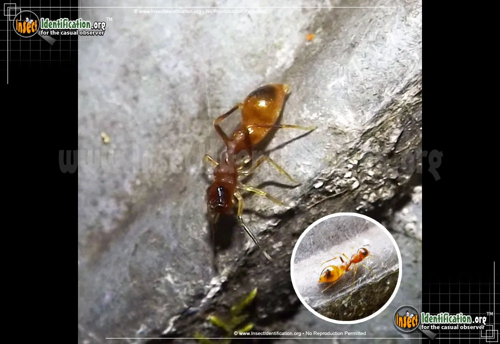 Slender Ant-mimic Jumping Spider