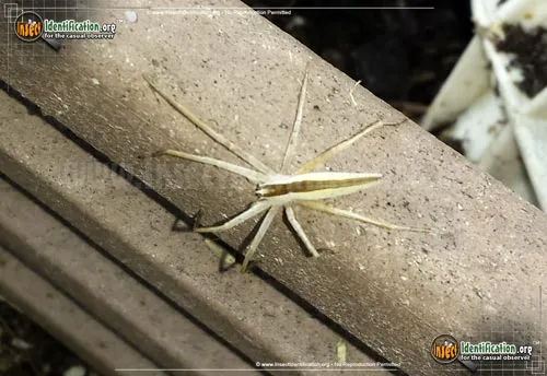 Slender Crab Spider - photo 2