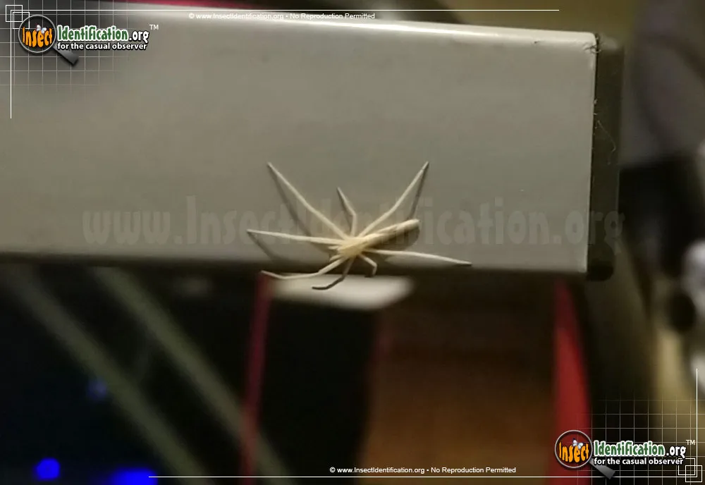 Slender Crab Spider - photo 3