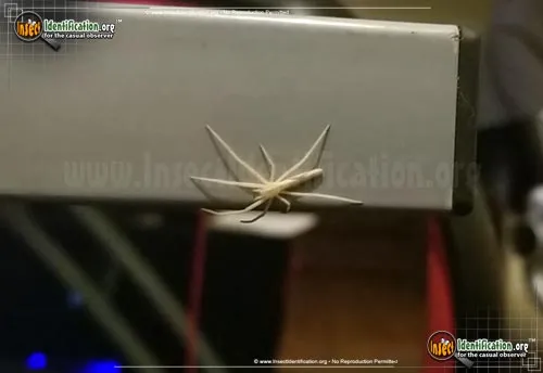 Slender Crab Spider - photo 4