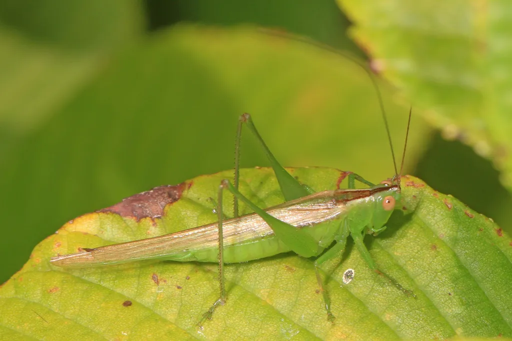 Slender Meadow Katydid - photo 2