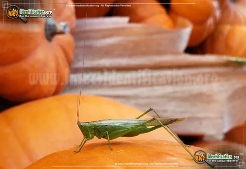 Slender Meadow Katydid - photo 5