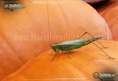 Slender Meadow Katydid - photo 7