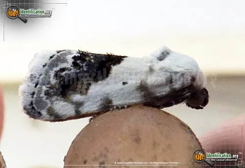 Small Bird Dropping Moth - photo 2