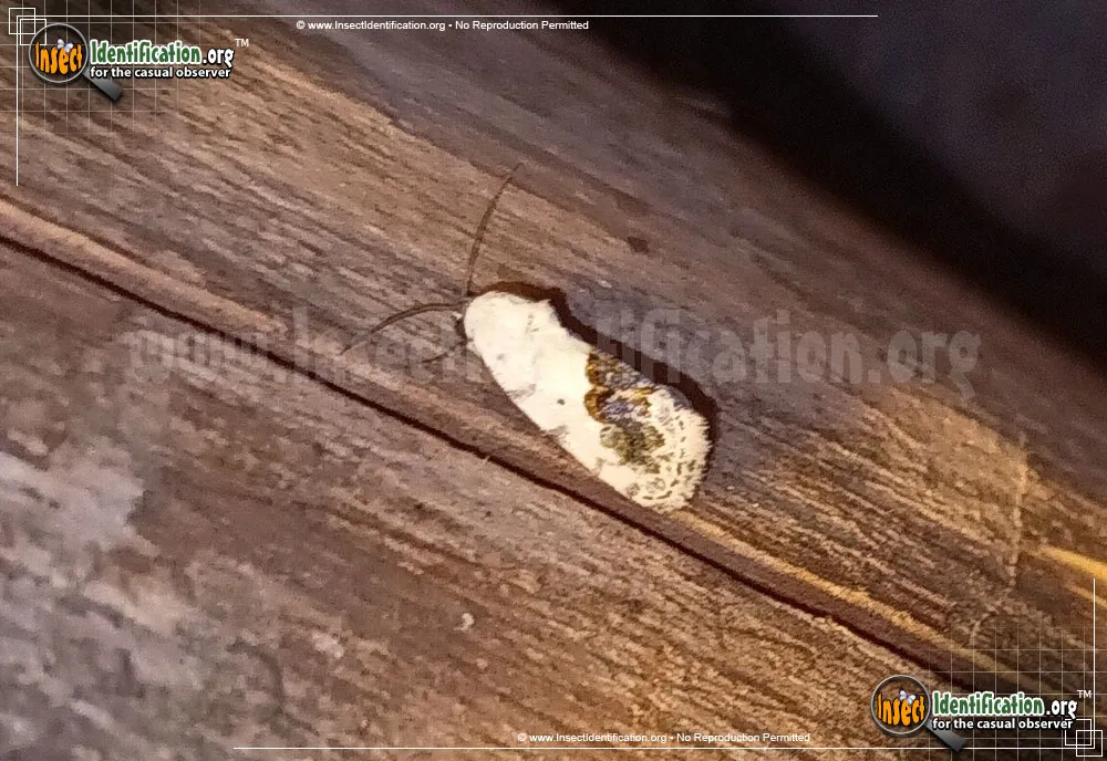 Small Bird Dropping Moth - photo 3
