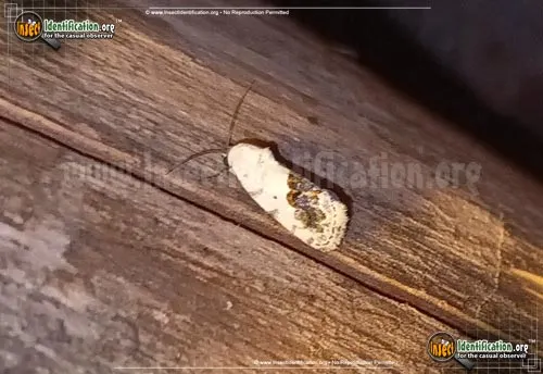 Small Bird Dropping Moth - photo 4
