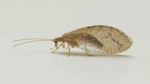 Small Brown Lacewing
