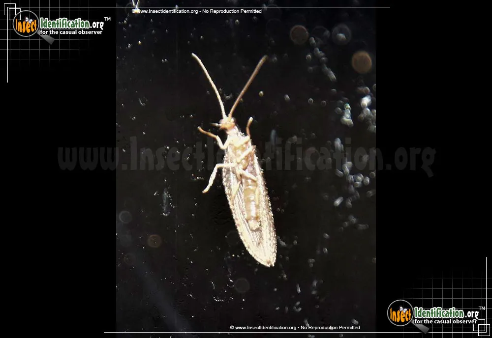 Small Brown Lacewing - photo 4