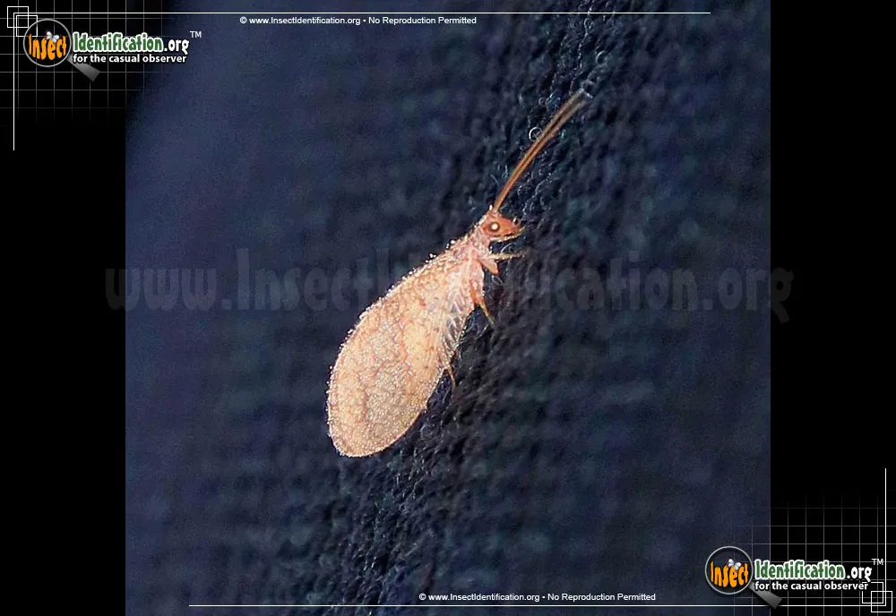 Small Brown Lacewing - photo 5