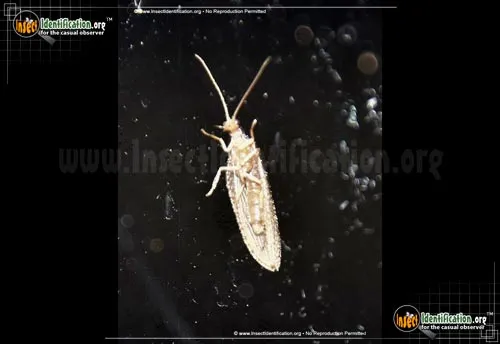 Small Brown Lacewing - photo 6