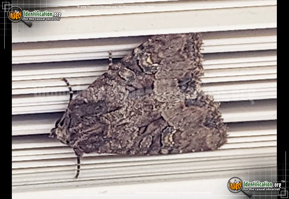 Small Clouded Brindle Moth - photo 2