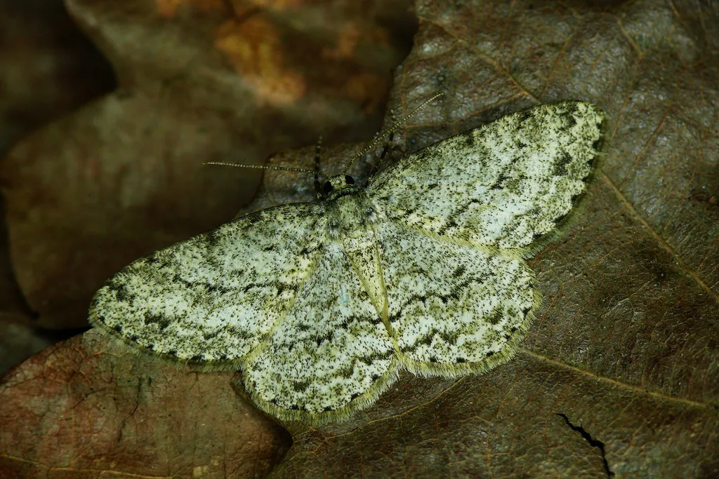 Small Engrailed Moth - photo 2