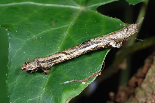 Small Engrailed Moth - photo 4