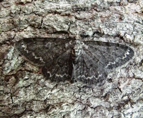 Small Engrailed Moth - photo 5