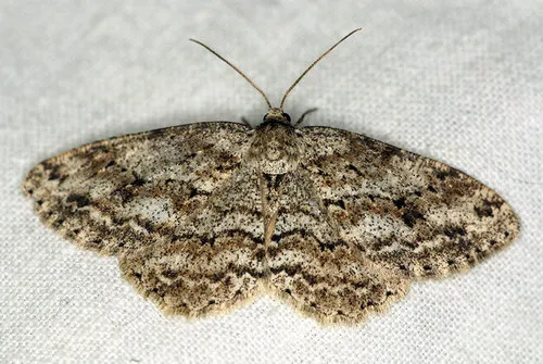 Small Engrailed Moth - photo 6
