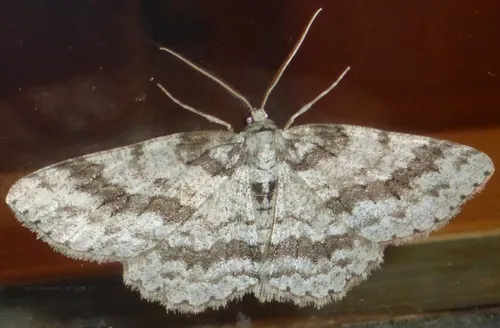 Small Engrailed Moth - photo 7