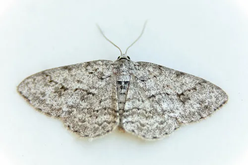 Small Engrailed Moth - photo 8