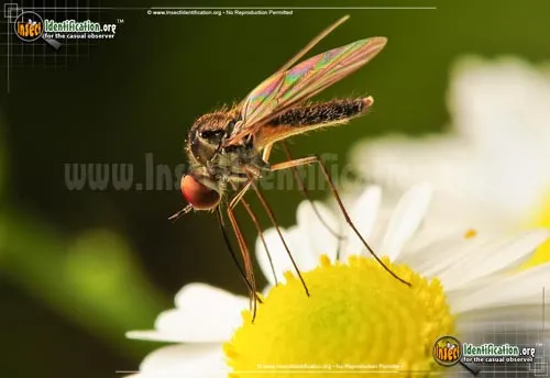 Small House Fly - photo 2