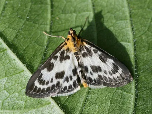 Small Magpie Moth