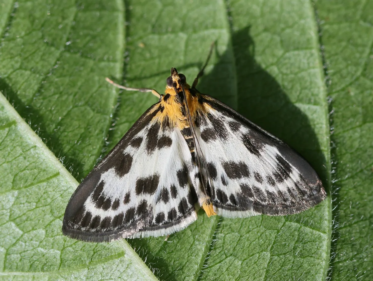 Small Magpie Moth - photo 3