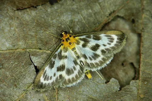 Small Magpie Moth - photo 4