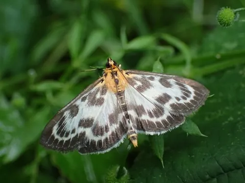 Small Magpie Moth - photo 5
