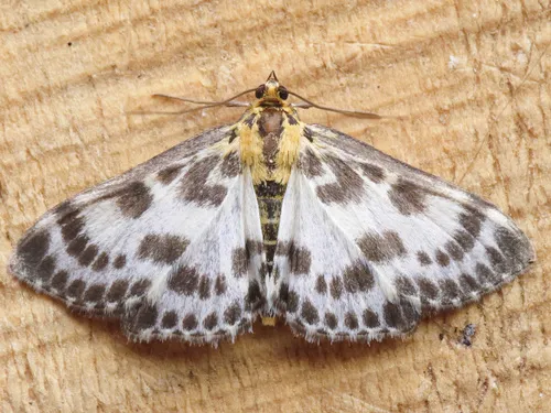 Small Magpie Moth - photo 7