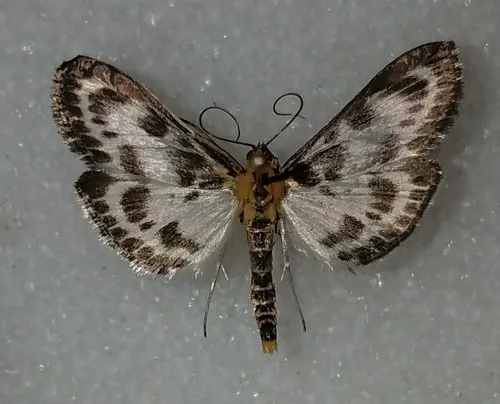 Small Magpie Moth - photo 8