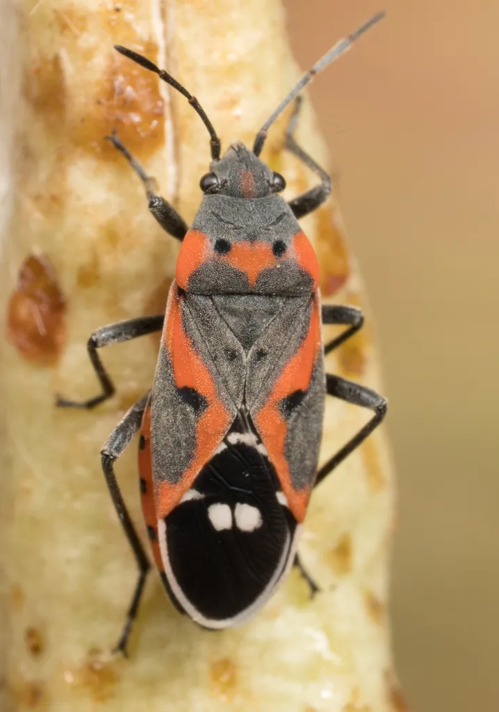 Small Milkweed Bug - photo 2