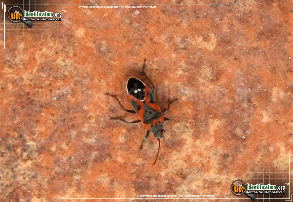 Small Milkweed Bug - photo 4