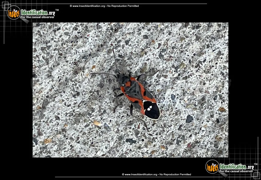 Small Milkweed Bug - photo 5