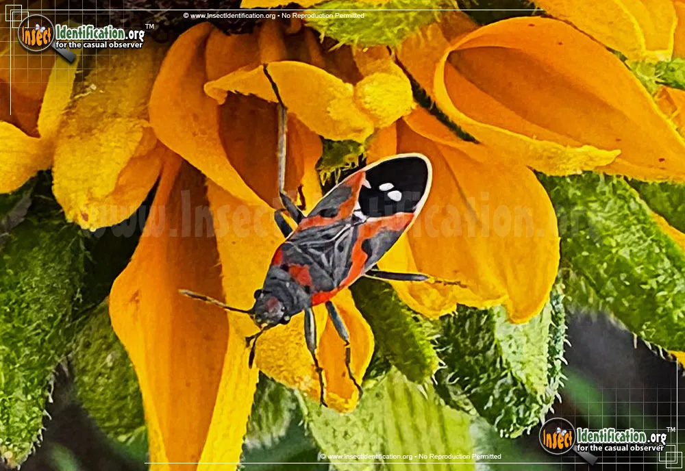 Small Milkweed Bug - photo 6