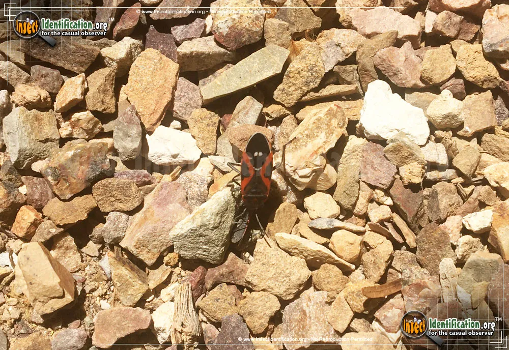 Small Milkweed Bug - photo 7