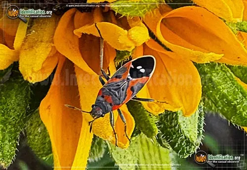 Small Milkweed Bug - photo 8