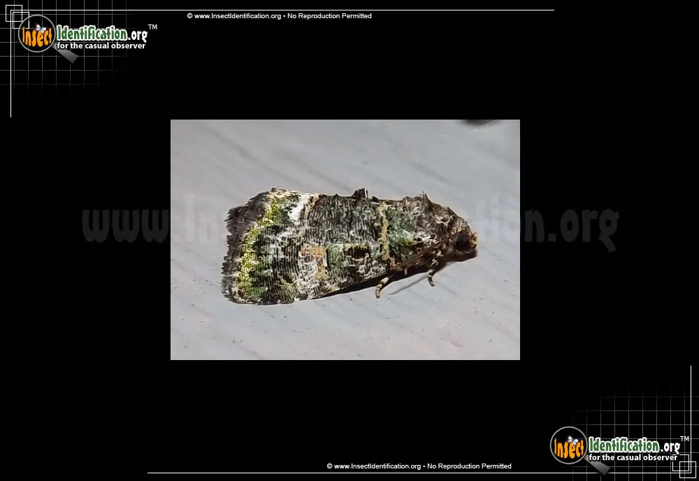 Small Mossy Glyph Moth