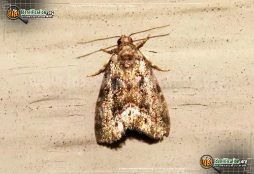Small Mossy Glyph Moth - photo 4