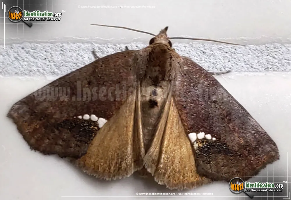Small Necklace Moth - Hypsoropha hormos
