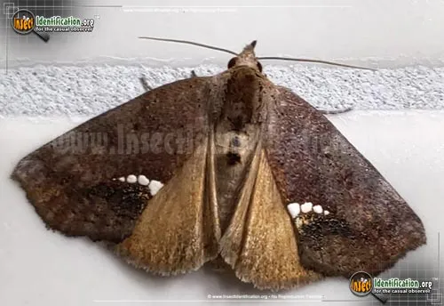 Small Necklace Moth - photo 2