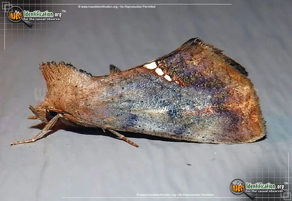 Small Necklace Moth - photo 3