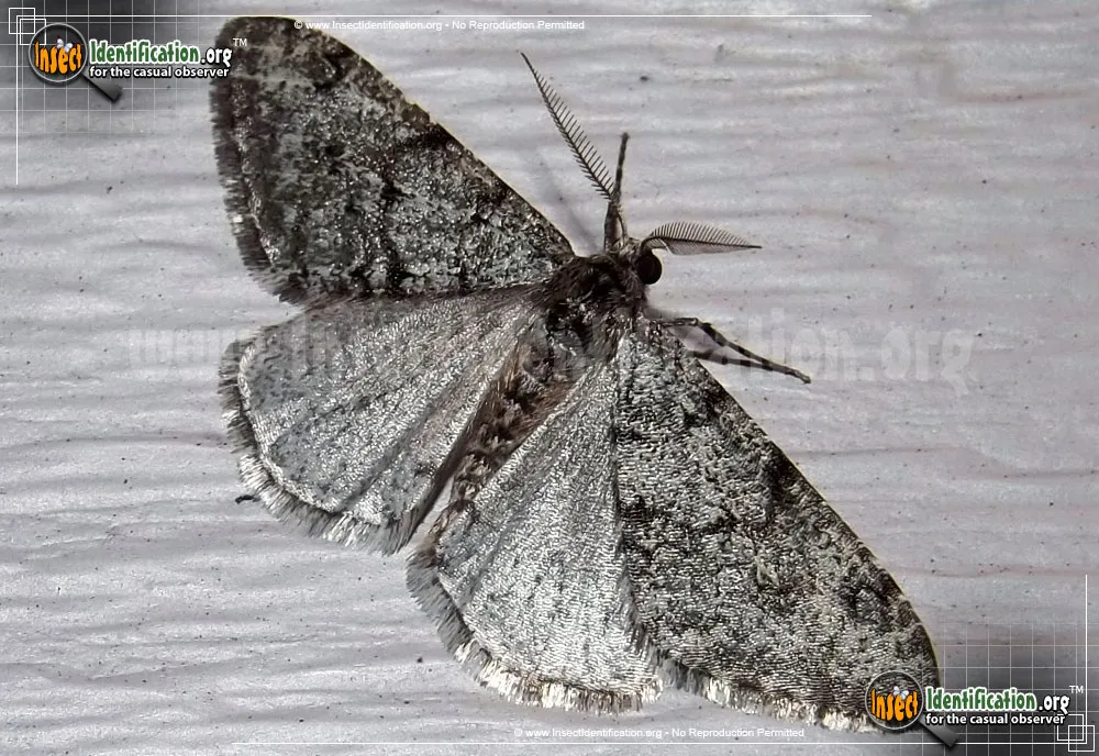 Small Phigalia Moth