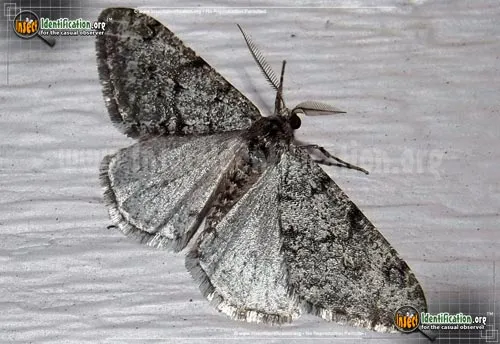 Small Phigalia Moth - photo 2
