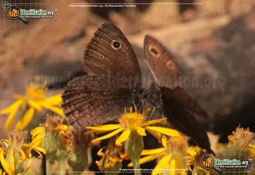 Small Wood-Nymph Butterfly - photo 2