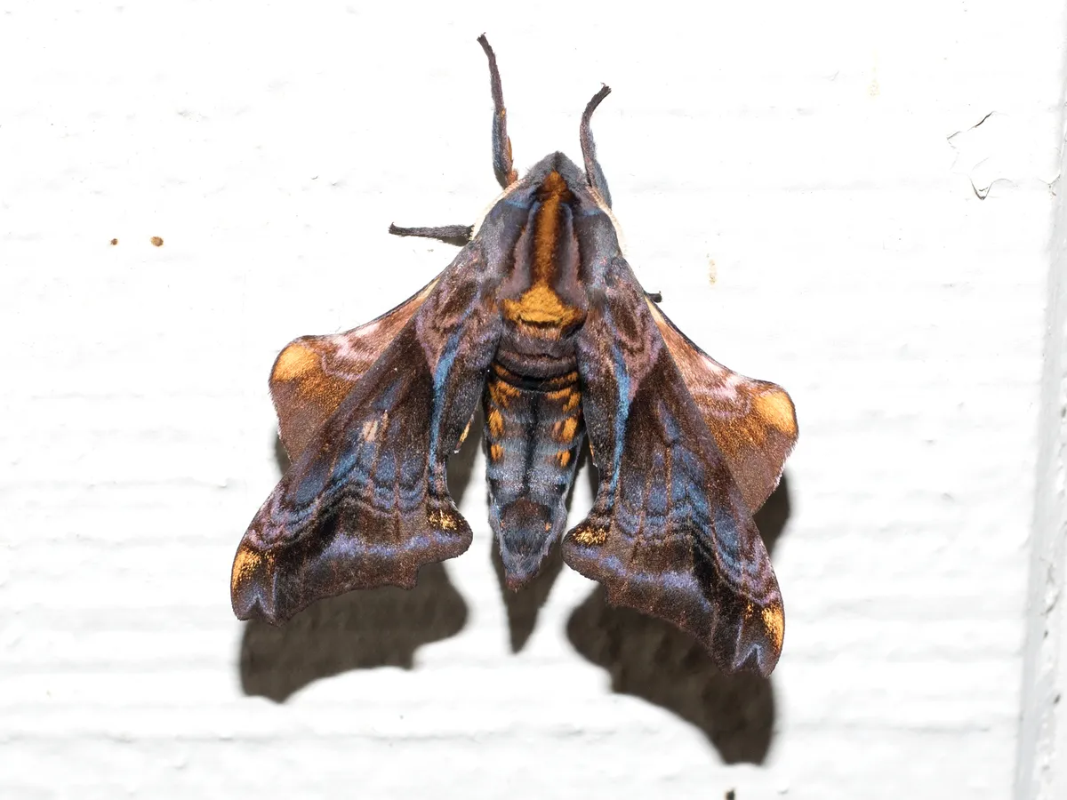 Small-eyed Sphinx Moth - photo 3